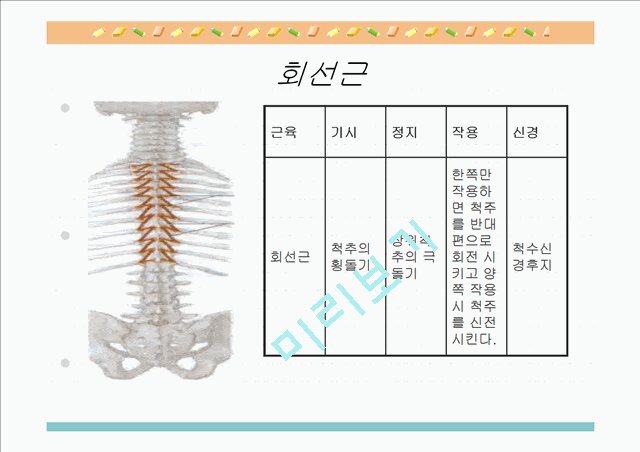 [의학,약학][해부생리] 척추를 움직이는 근육들.ppt